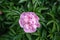 Florescence of one pink peony in May