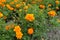 Florescence of orange Tagetes patula in July