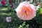 Florescence of pastel pink rose in the garden