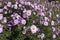 Florescence of pink Symphyotrichum dumosum