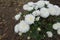 Florescence of pure white Chrysanthemums