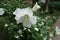 Florescence of pure white Hibiscus syriacus in August