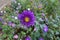 Florescence of purple China asters in September