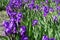 Florescence of purple irises in spring