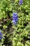 Florescence of purplish blue Delphinium hybridum in June