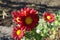 Florescence of red and yellow Chrysanthemums in November