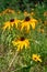 Florescence of rudbeckia red on flower bed