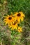 Florescence of rudbeckia red on flower bed