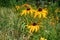 Florescence of rudbeckia red on flower bed