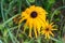 Florescence of rudbeckia red on flower bed