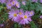 Florescence of single pink daisy-like Chrysanthemums in mid October