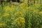 Florescence of Solidago canadensis in August