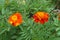 Florescence of two red and yellow Tagetes patula