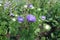 Florescence of violet China aster