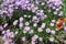 Florescence of violet Erigeron speciosus