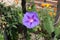 Florescence of violet Ipomoea purpurea