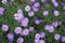 Florescence of violet Michaelmas daisies