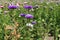 Florescence of violet and pink China aster in the garden