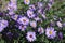 Florescence of violet Symphyotrichum dumosum