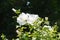 Florescence of white Hibiscus, syriacus in August