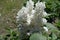 Florescence of white lilac bush in spring