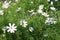 Florescence of white and pink garden cosmos