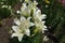 Florescence of white spotted lilies in June