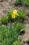 Florescence of yellow bearded iris in spring