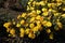 Florescence of yellow Chrysanthemums in October