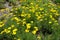 Florescence of yellow Coreopsis verticillata in June