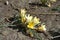 Florescence of yellow crocuses in March