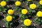 Florescence of yellow marigold in the garden