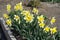 Florescence of yellow narcissuses in the garden