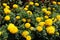 Florescence of yellow Tagetes erecta in June