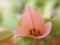 Floret buds, bract of blossom orange pink Bougainvillea or Paper flower, macro