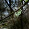 Floret of lichen on a Beech branch