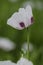 Floret of Opium Poppy (Papaver somniferum)