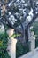 Floriana, Malta, August 2019. Vertical view of a dragon tree.