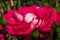Floribound rose `Heimatmelodie` close up.Macro.2021