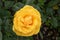 Floribunda border Rosa Friendship Forever, single golden-yellow flower