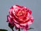 Floribunda garden rose `Abracadabra` flower with rich striped blends of light and strong yellows with red and purple stripes and