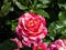 Floribunda garden rose `Abracadabra` - flowers have rich striped blends of light and strong yellows with red and purple stripes