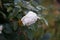 Floribunda `Lions-Rose` Kordes 2002 is one of the most beautiful white floribunda roses. Berlin, Germany