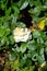 Floribunda `Lions-Rose` Kordes 2002 is one of the most beautiful white floribunda roses. Germany