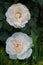 Floribunda `Lions-Rose` Kordes 2002 is one of the most beautiful white floribunda roses. Germany