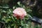 Floribunda rose \\\'Marie Curie\\\' blooms orange in July. Berlin, Germany
