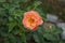 Floribunda rose \\\'Marie Curie\\\' blooms orange in July. Berlin, Germany