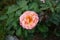 Floribunda rose \\\'Marie Curie\\\' blooms with pink-yellow flowers in September. Berlin, Germany