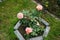 Floribunda rose \\\'Marie Curie\\\' blooms with pink-yellow flowers in September. Berlin, Germany