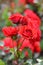 Floribunda Rose Rosa Allotria, orangey-red flowers